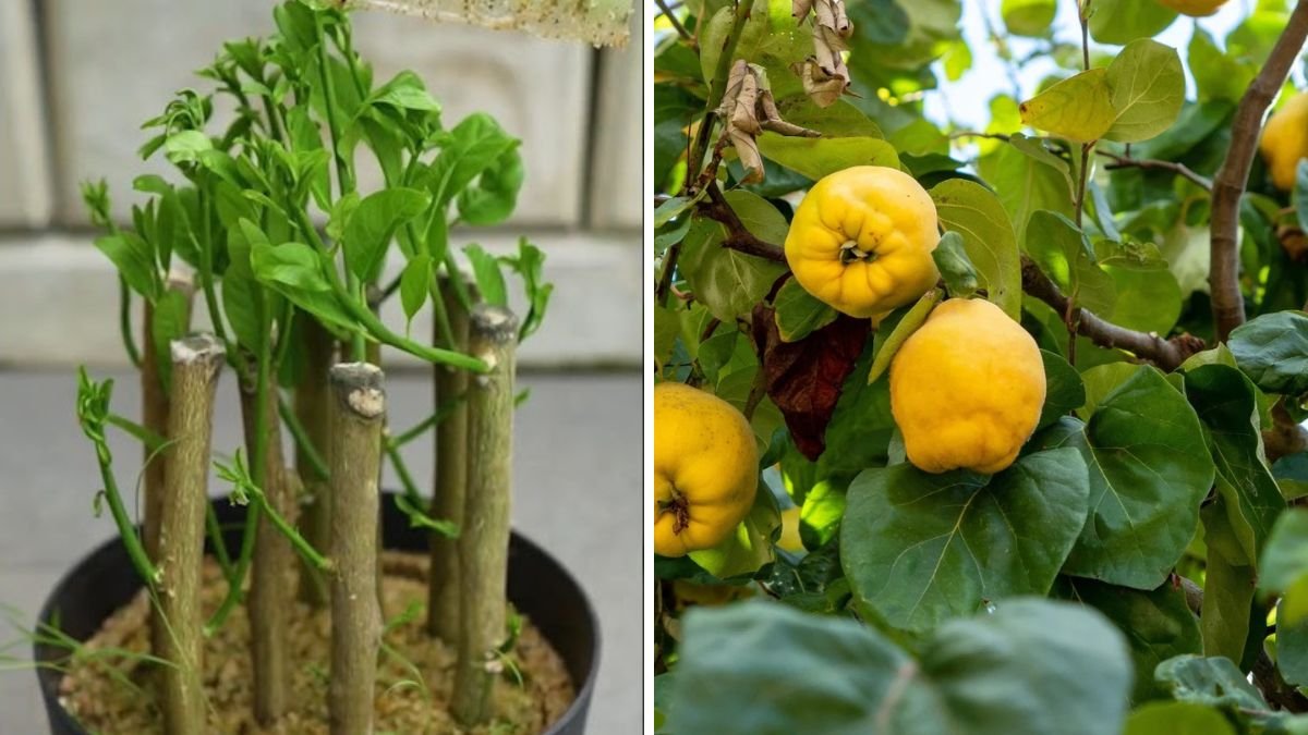 How I Propagated Quince Tree Cuttings Using Turmeric – Easy and Natural Method
