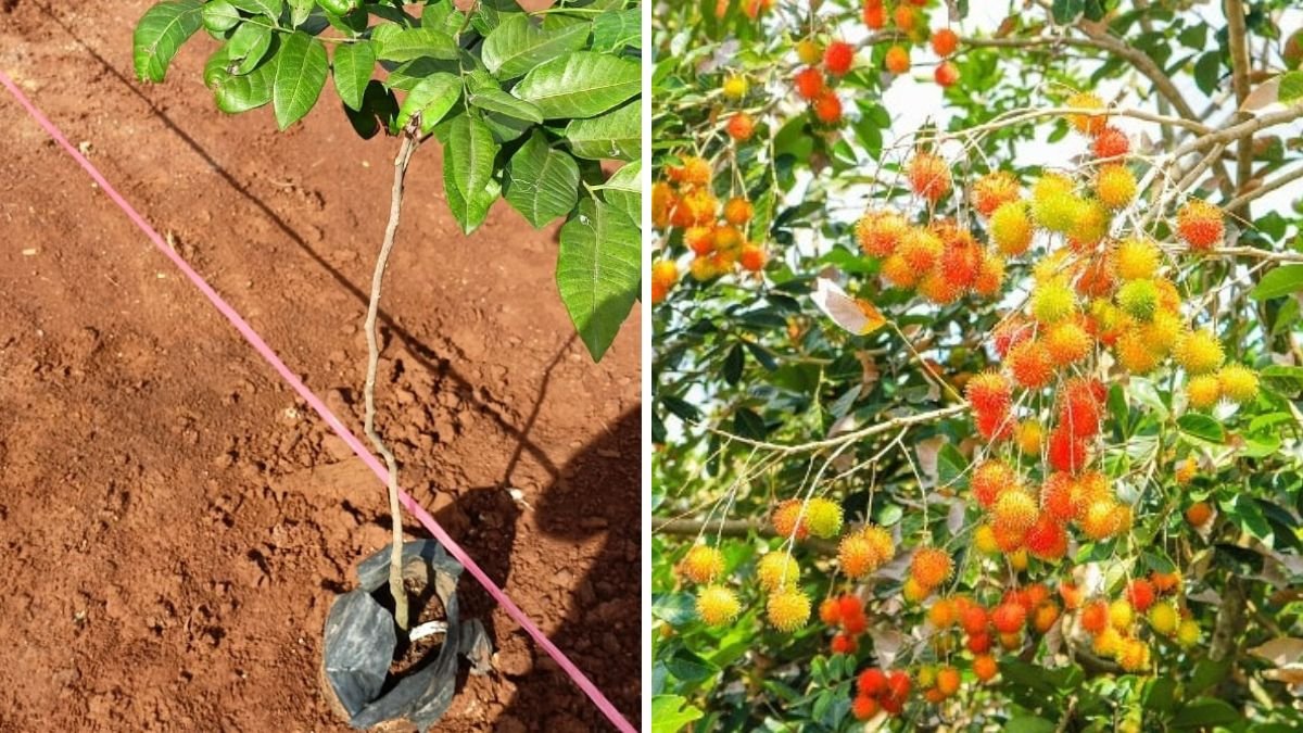How to Grow a Rambutan Tree from Seed in Cold Climate – Complete Indoor & Greenhouse Guide