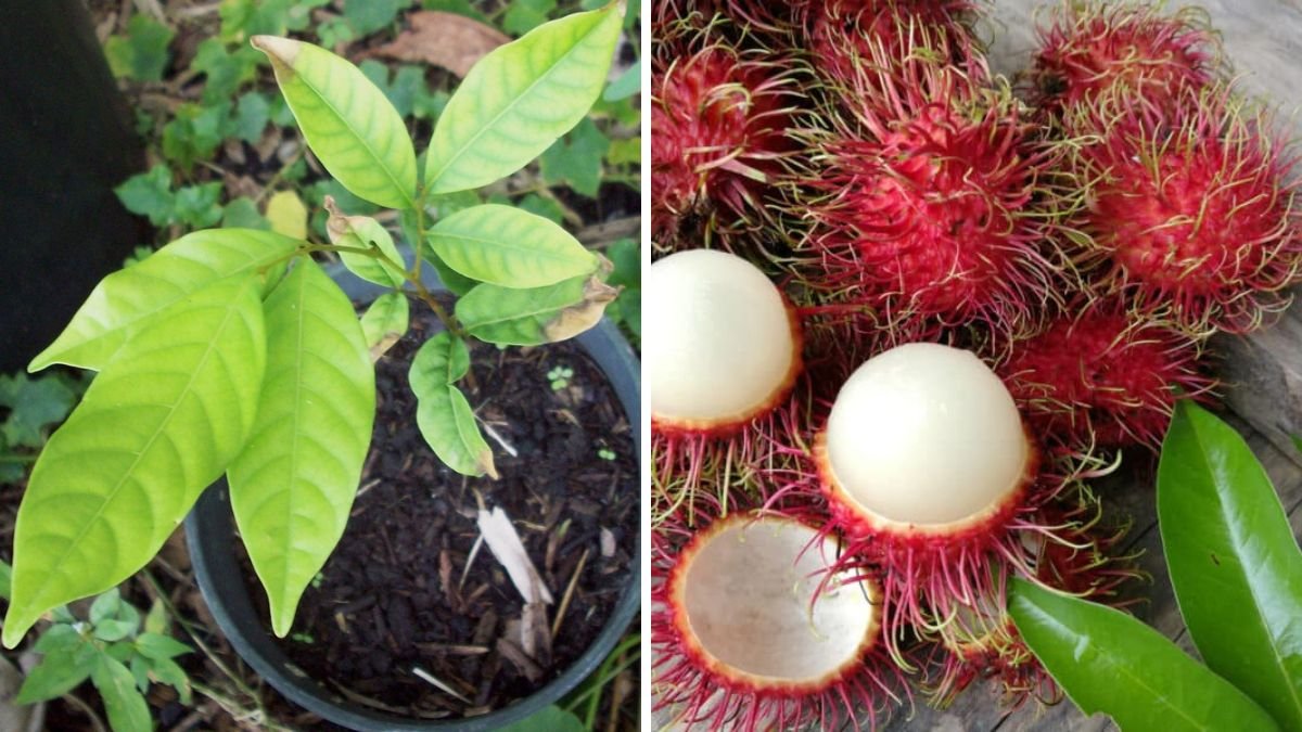 Rambutan Seed Sprouting Time Lapse – 95 Days of Growth Explained Step by Step