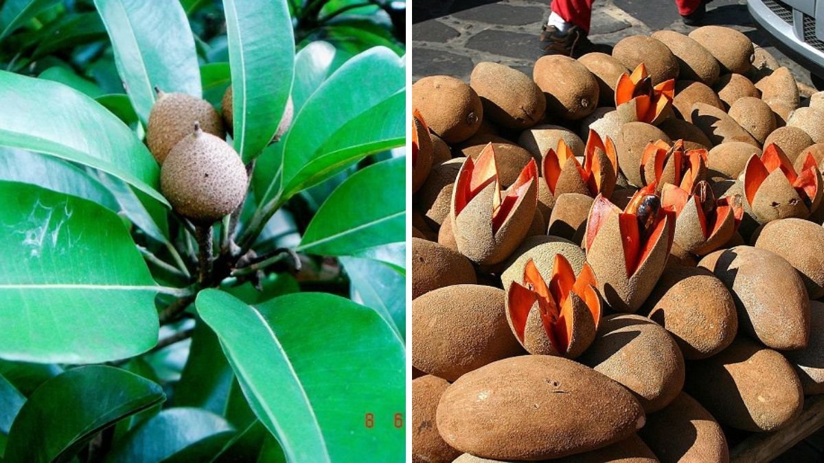 Mamey Sapote (Pouteria sapota) – Growing at the Fruit Stage and Beyond