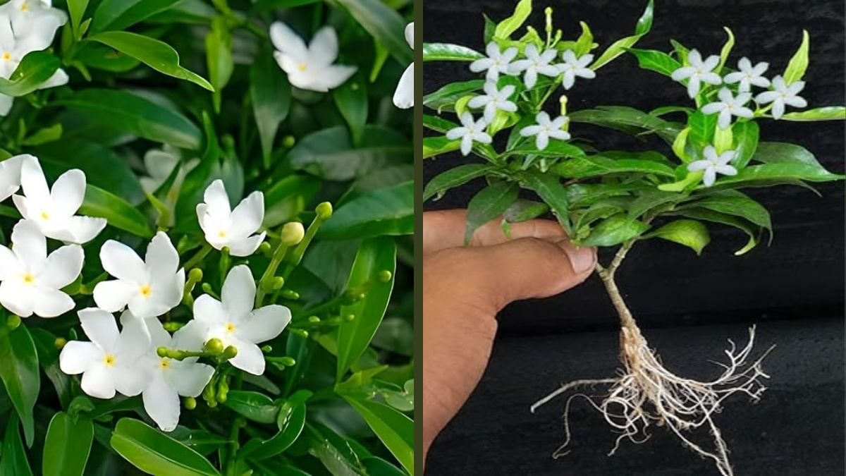 Chandni / Tagar Cutting Propagation: Complete Guide to Grow Fragrant Tagar Plants at Home
