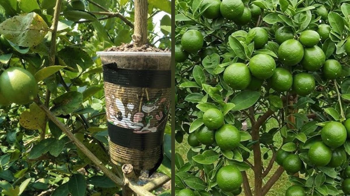 Lemon Tree Air Layering: Complete Air Layering Technique to Grow Fruiting Lemon Plants Faster