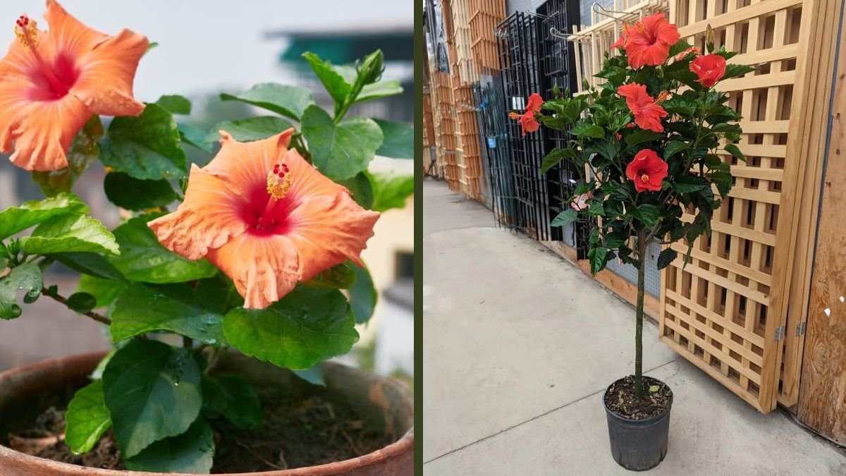 Hibiscus Side Grafting Technique: Step-by-Step Method to Multiply Flowering Hibiscus Plants