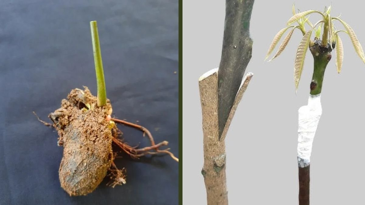 Mango V Grafting Technique: The Easiest and Most Successful Method for Beginners