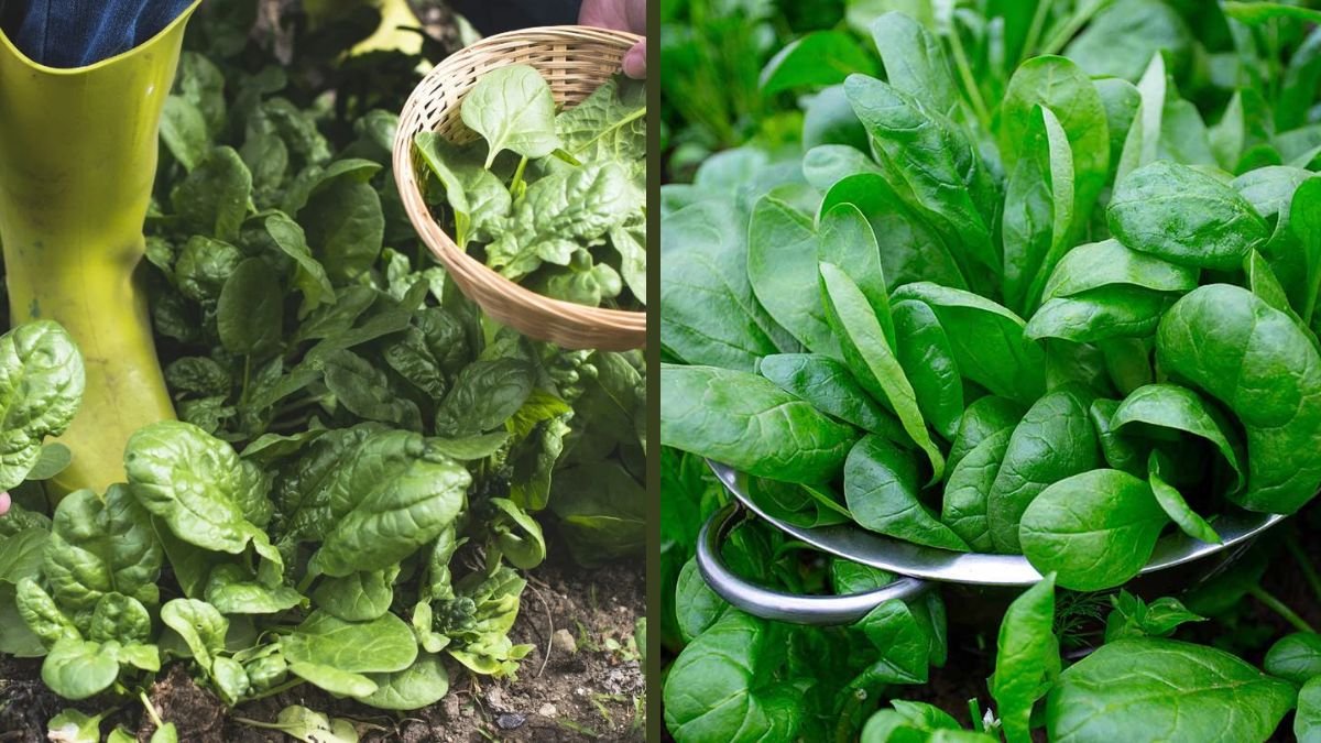 How to Grow, Harvest, Preserve, and Cook Water Spinach: The Complete All-in-One Guide