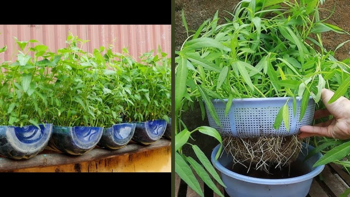 How to Grow, Harvest, Preserve, and Cook Water Spinach The Complete