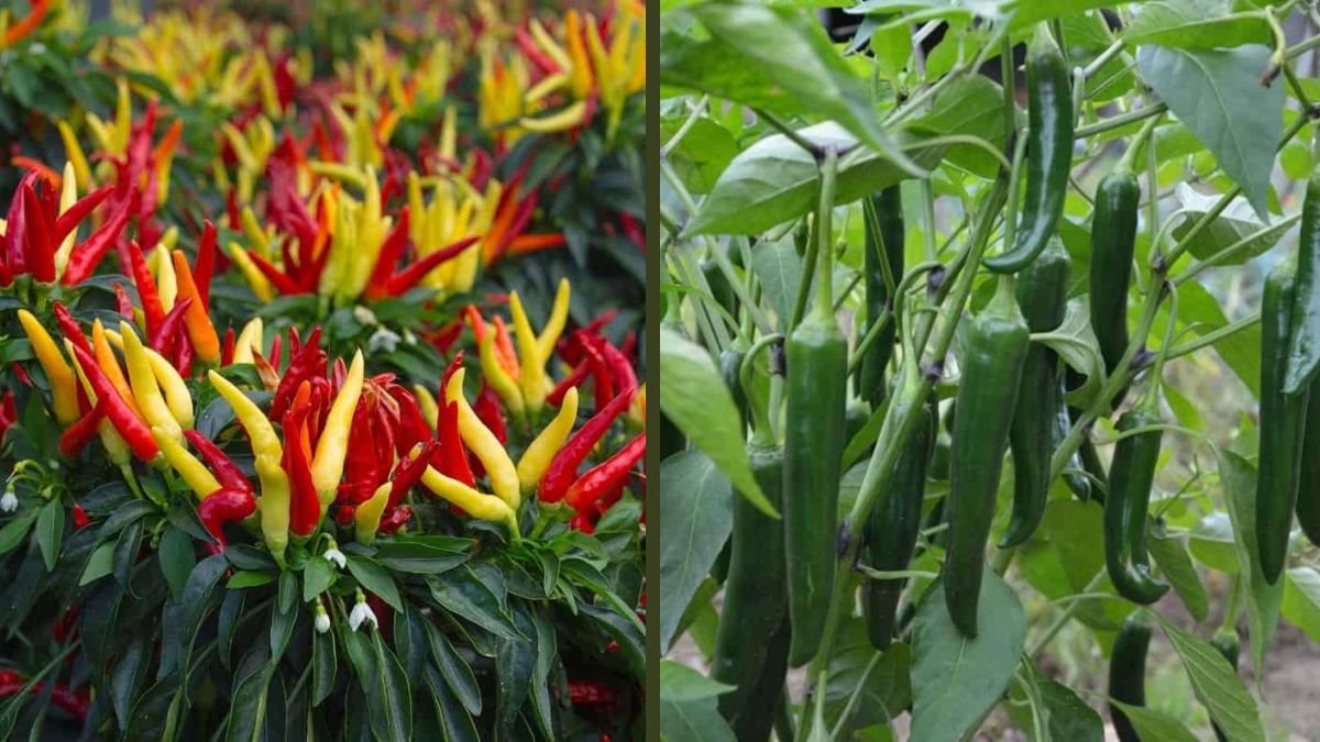 How to Propagate Chili from a Discarded Chili Plant – The Results Were Truly Amazing