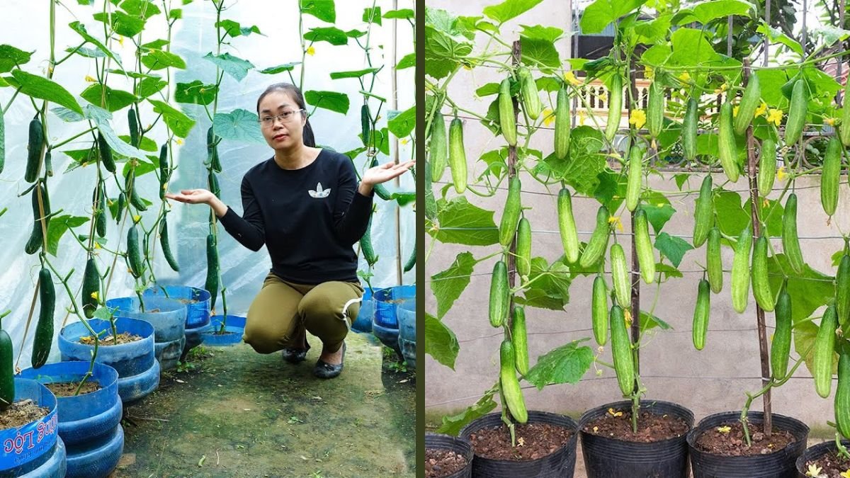 Miraculous Journey: Saving Cucumber Plants with Yellow Leaves – Causes, Fixes, and Full Recovery