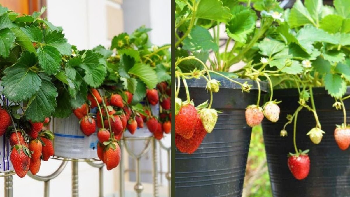 3 Great Methods for Growing Strawberries at Home at No Cost: Beginner-Friendly Guide