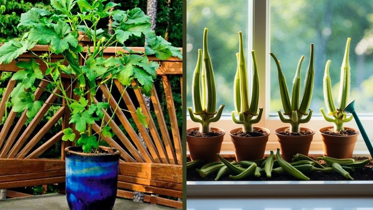 How To Grow Okra In Containers At Home & Tips For Identifying Healthy Growth Stages