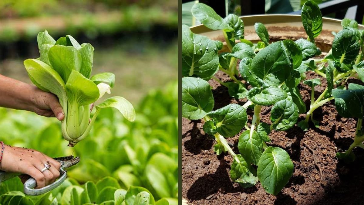 The World Will Be Surprised by This Way of Growing Bok Choy: Smart Tips for Fast and Healthy Harvest