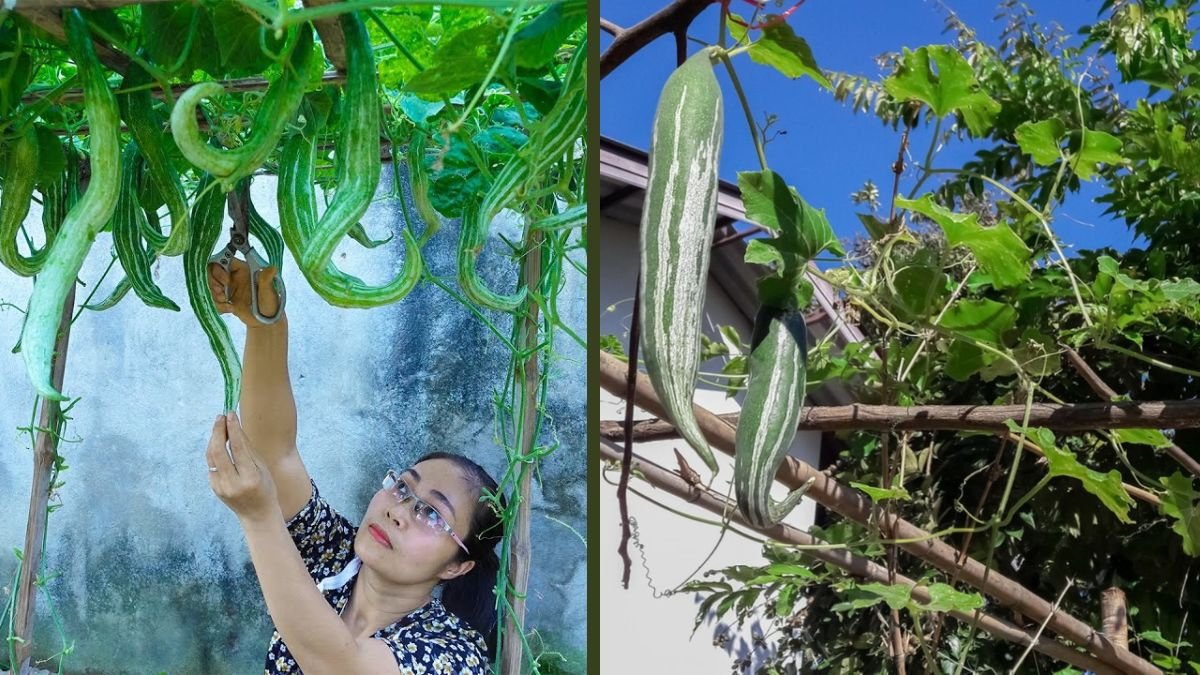 Despite Barren Soil, Mothers Can Grow Snake Gourd Confidently | Proven Home Gardening Method