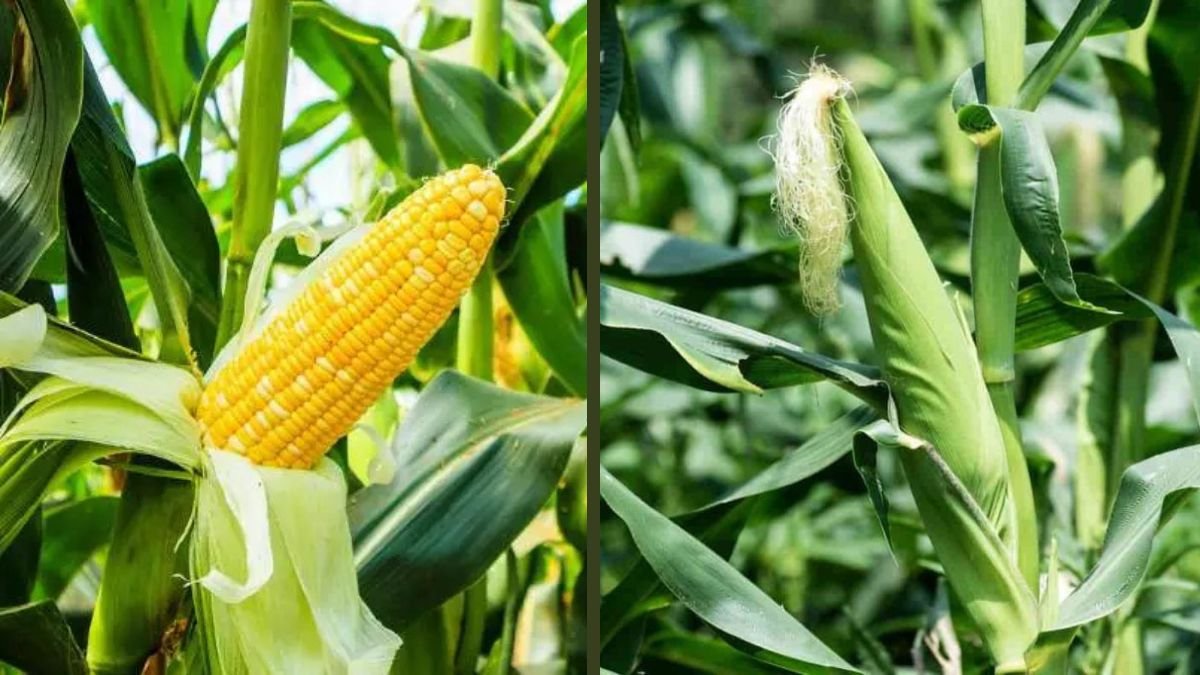 With Just a Small Plot of Land, Mothers Can Grow Corn Successfully | High Yield Home Method