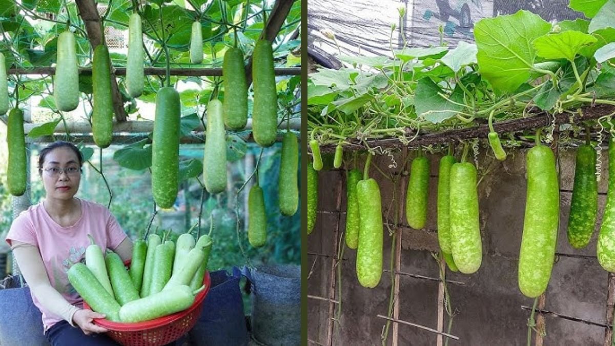 Why Growing Gourds in Soil Bags Produces Four Times More Yield Than Traditional Ground Farming