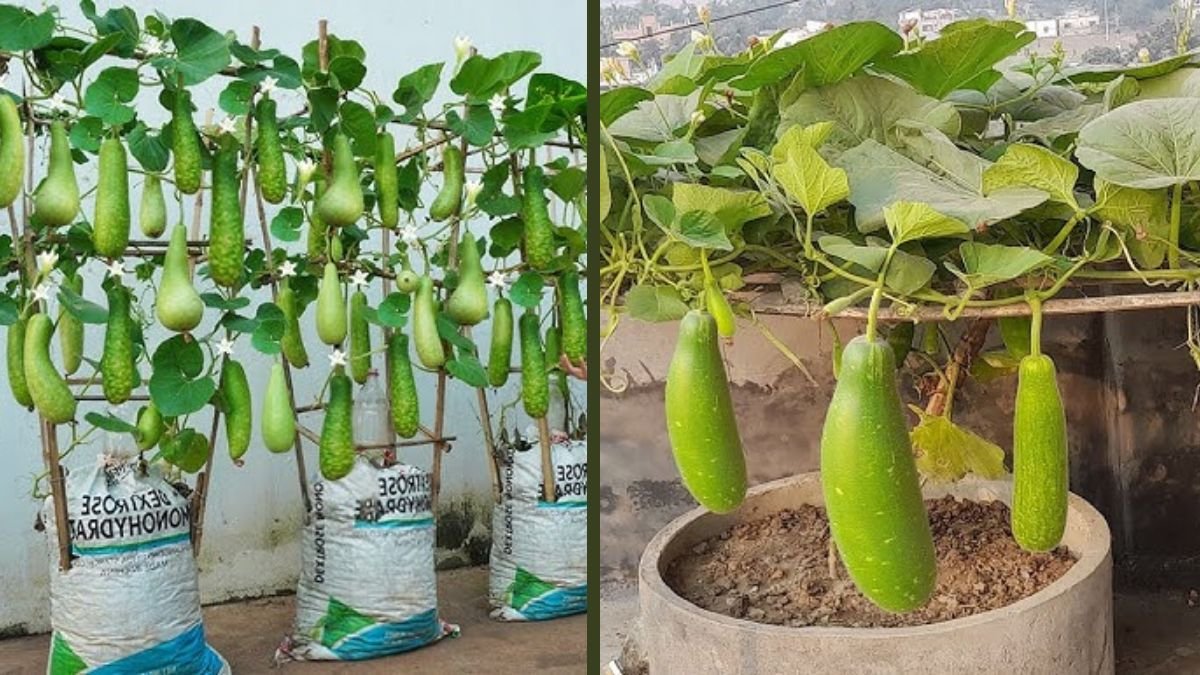The Science Behind Soil Bag Gardening: How Gourds Produce Four Times More Fruits in Containers