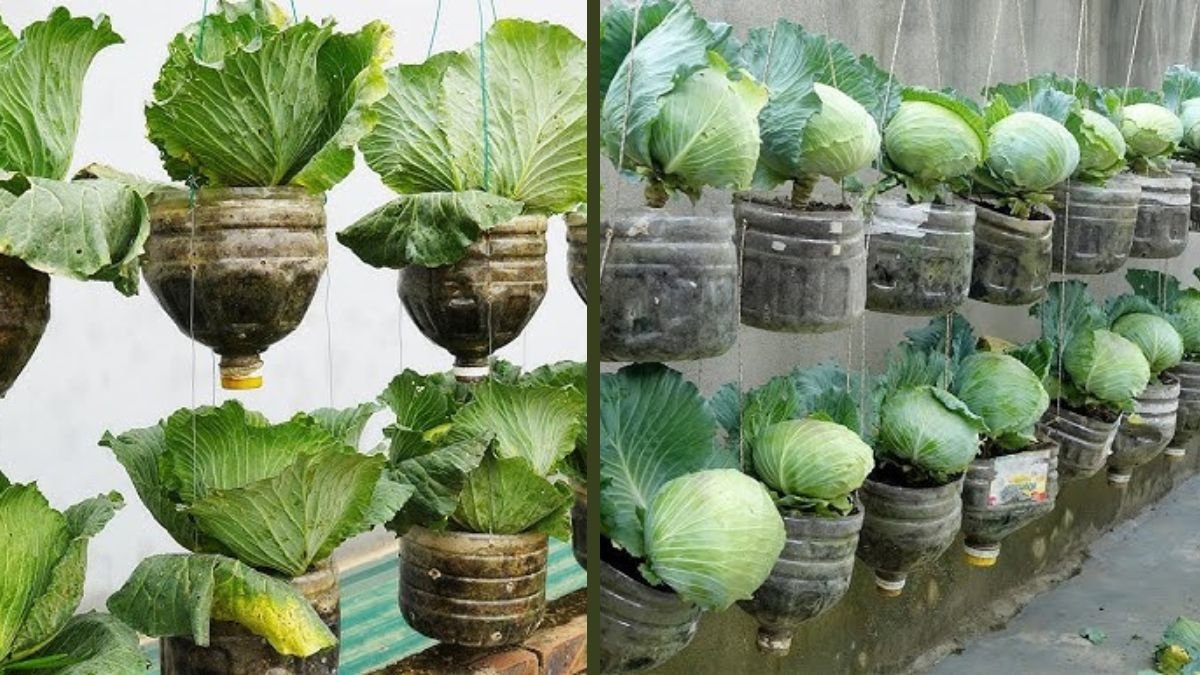 Grow Cabbage in Pots | Big Fresh Heads at Home Garden Easily