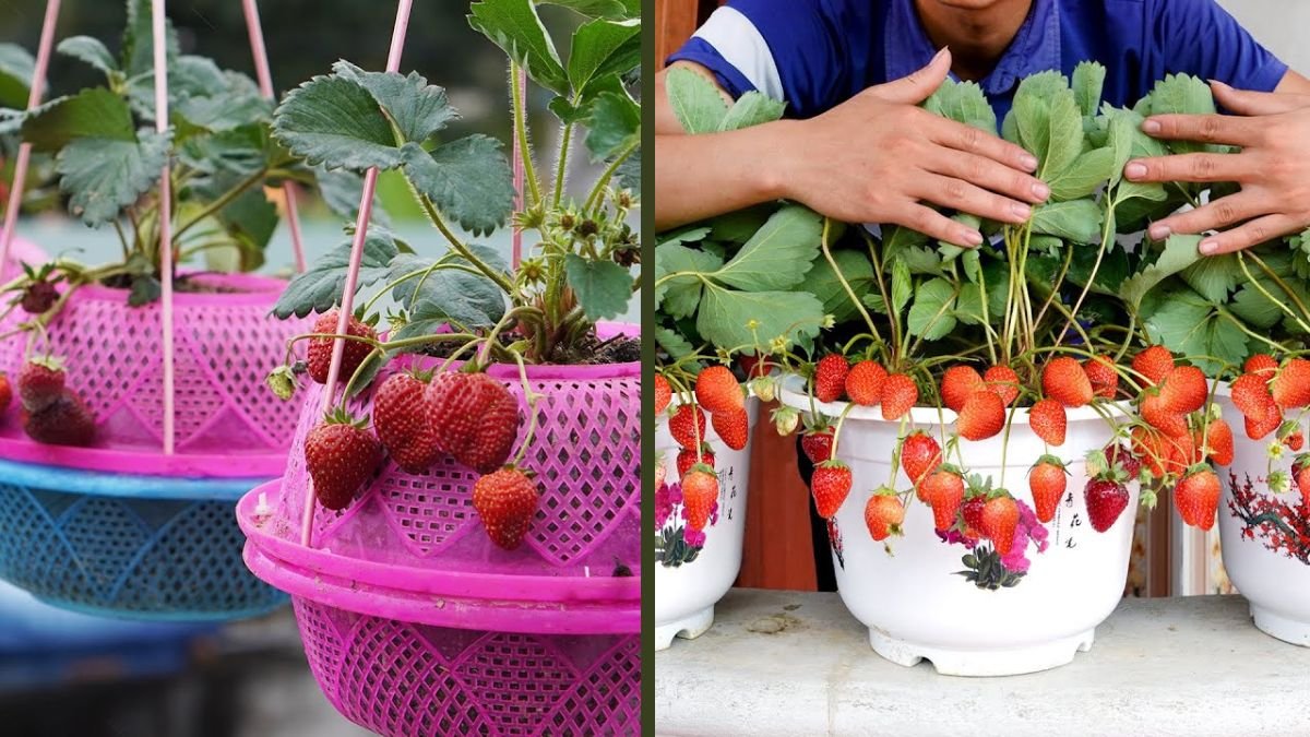 How I Turned My Tiny Balcony Into a Strawberry Paradise