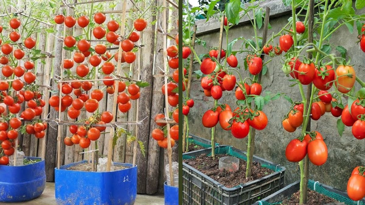 I Grew a Ton of Juicy Tomatoes in Just One Plastic Pot – Here’s My Secret