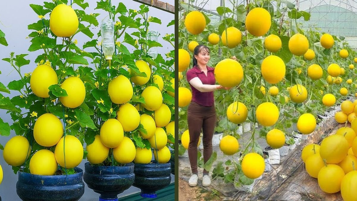 No Garden? Grow Yellow Melons in Buckets Easily – Sweet Fruits in Small Spaces