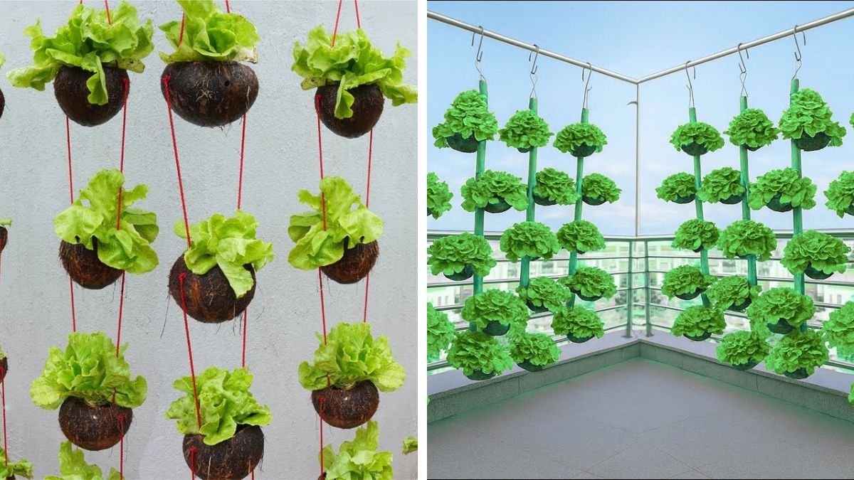 Turn Coconut Shells into a Balcony Lettuce Garden – Eco-Friendly and Beautiful