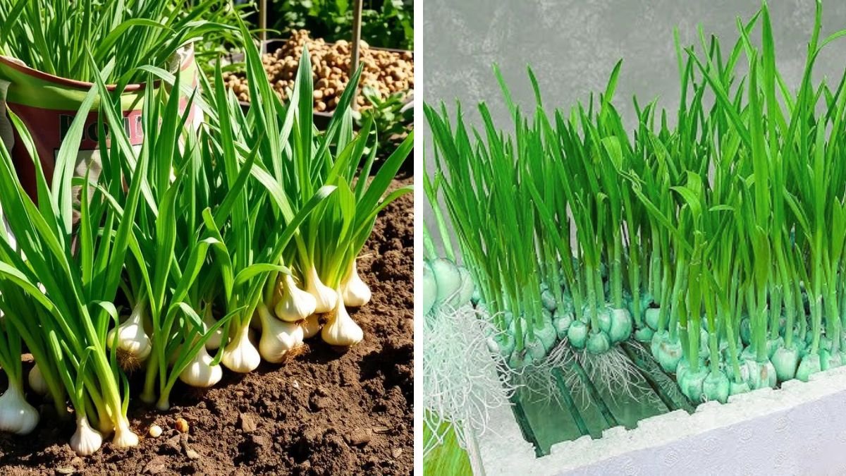 Propagating Garlic with Water – Powerful Tips to Grow Garlic Faster and Healthier at Home