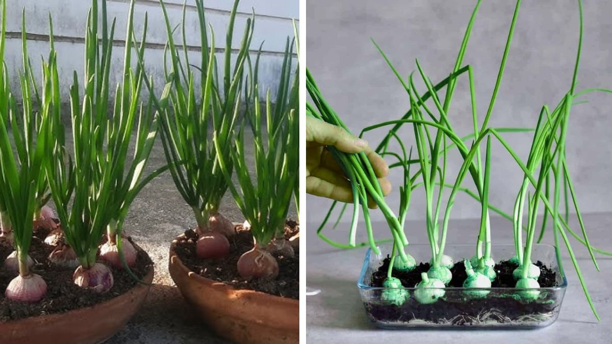 OMG! Growing Onions in Water Is Unbelievably Simple – No Soil, No Garden, Just Results