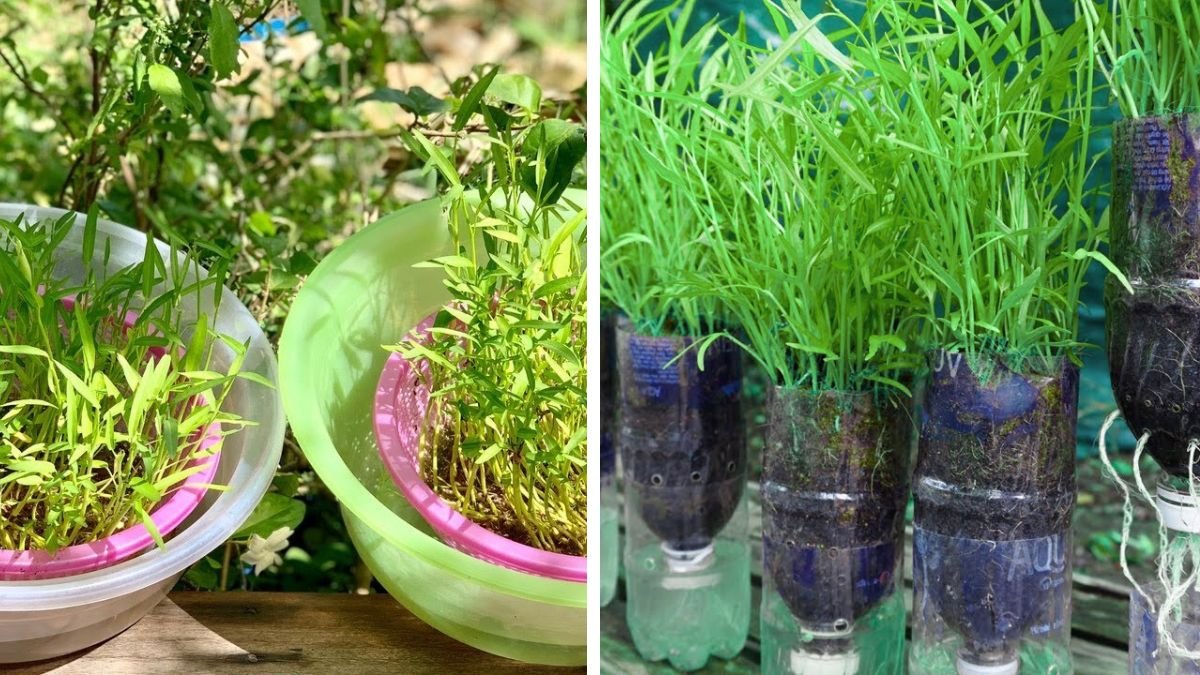 No Soil Needed! How to Grow Water Spinach from Seeds at Home Easily