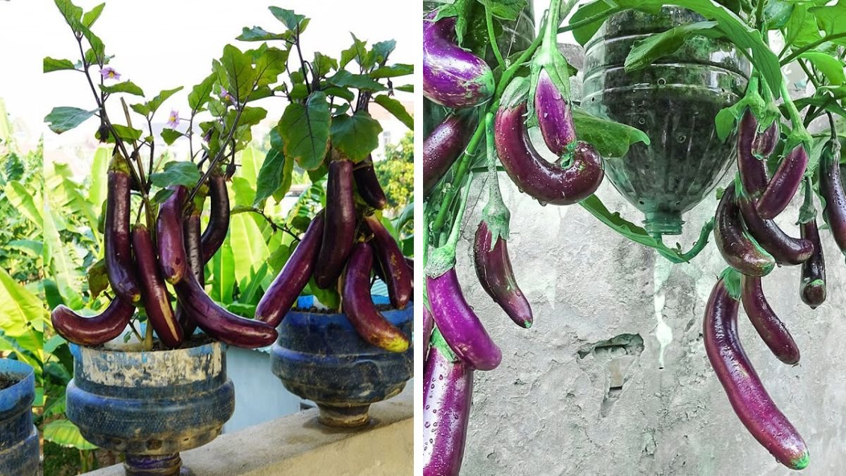 Old Bucket? Grow Eggplants This Way – Even in Small Spaces