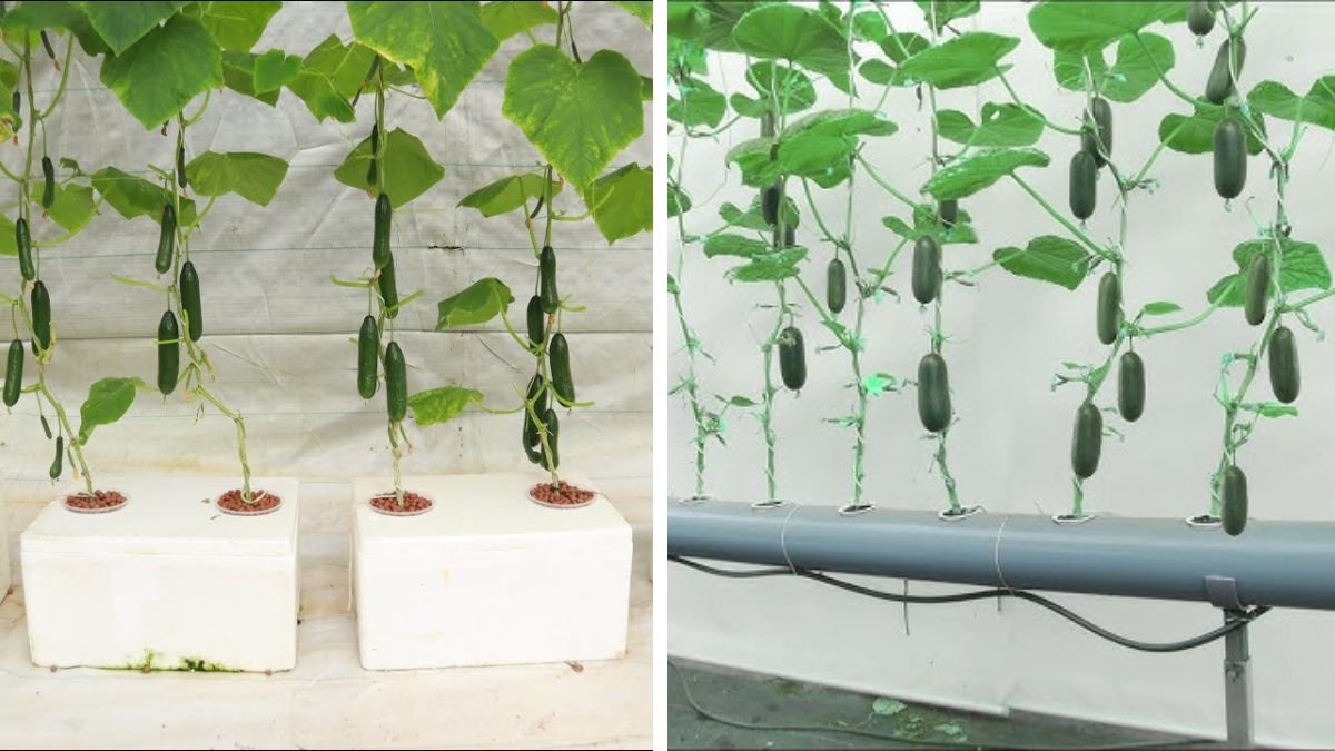 Believe It or Not – Baby Cucumbers Are Grown Entirely in Water, Without Soil