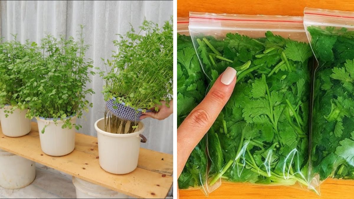 Neighbors Will Be Jealous When They See You Grow Coriander Like This – Lush, Fast, and Non-Stop Harvest