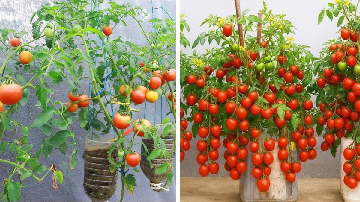 Recycle Milk Bottles Into a Garden of Baby Tomatoes Full of Fruit Right at Home