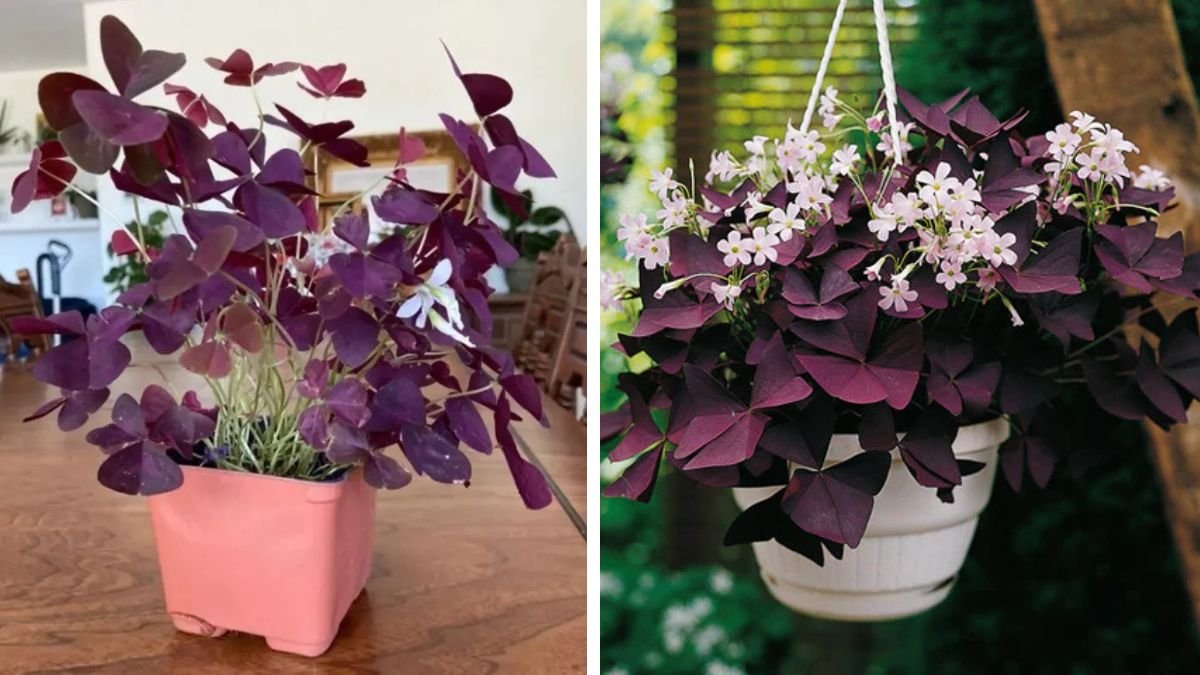 The Ultimate Guide to Growing a Lush Purple Shamrock Plant at Home