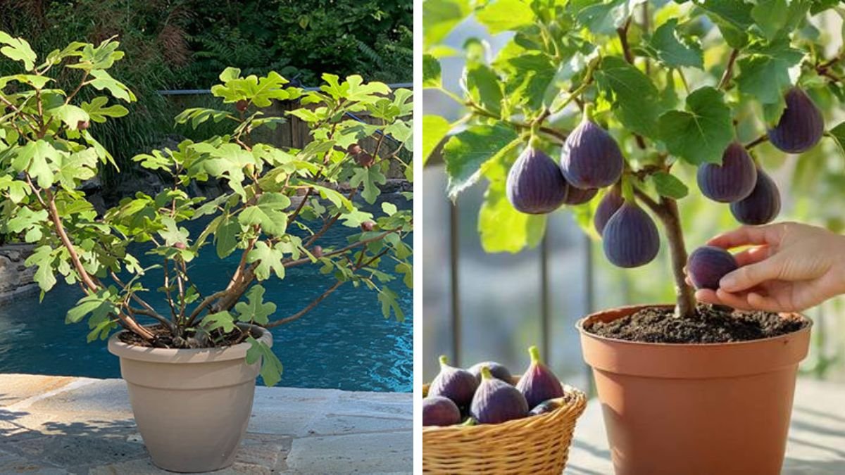 The Ultimate Guide to Pruning Fig Trees in Pots for Optimal Growth and Flavor
