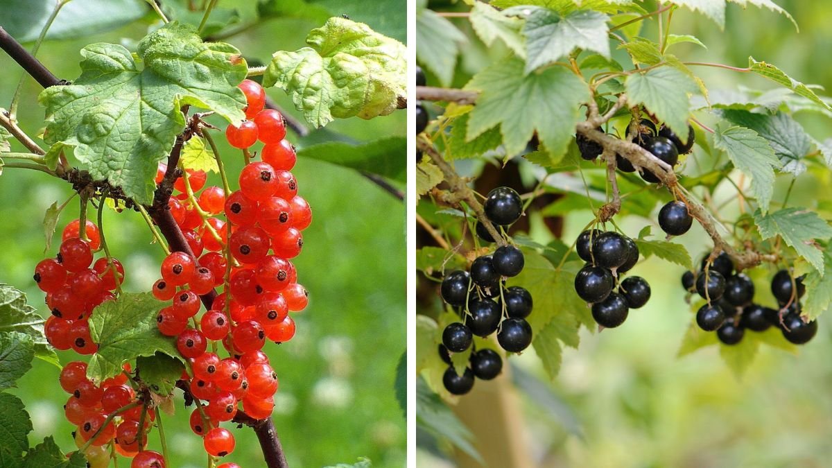 The Ultimate Guide to Growing a Thriving Backyard Currant Patch from Selection to Harvest
