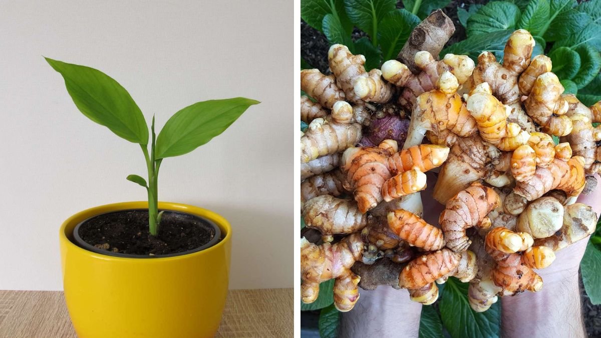 Simple Guide to Successfully Growing Turmeric in Containers for Home Gardeners