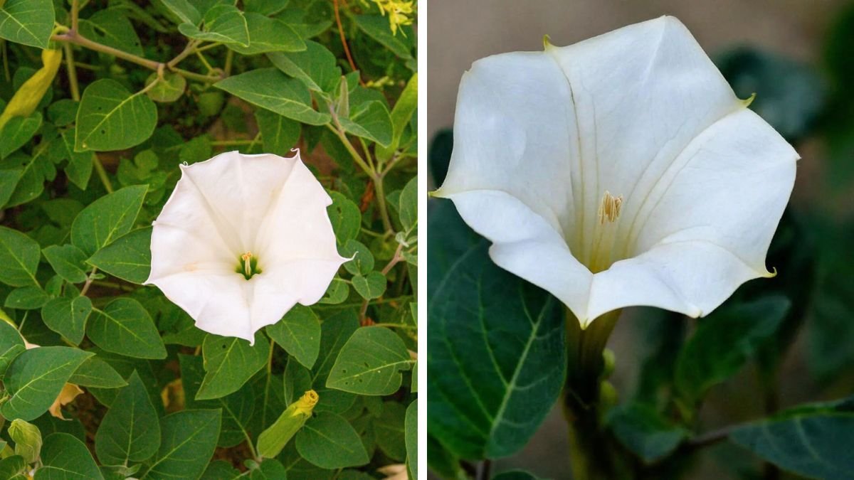 The Ultimate Guide to Successfully Grow Moonflower From Seed in Your Garden