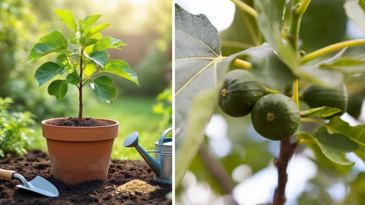 Ultimate Guide to Growing Healthy Figs in Containers Tips and Tricks for Successful Gardening