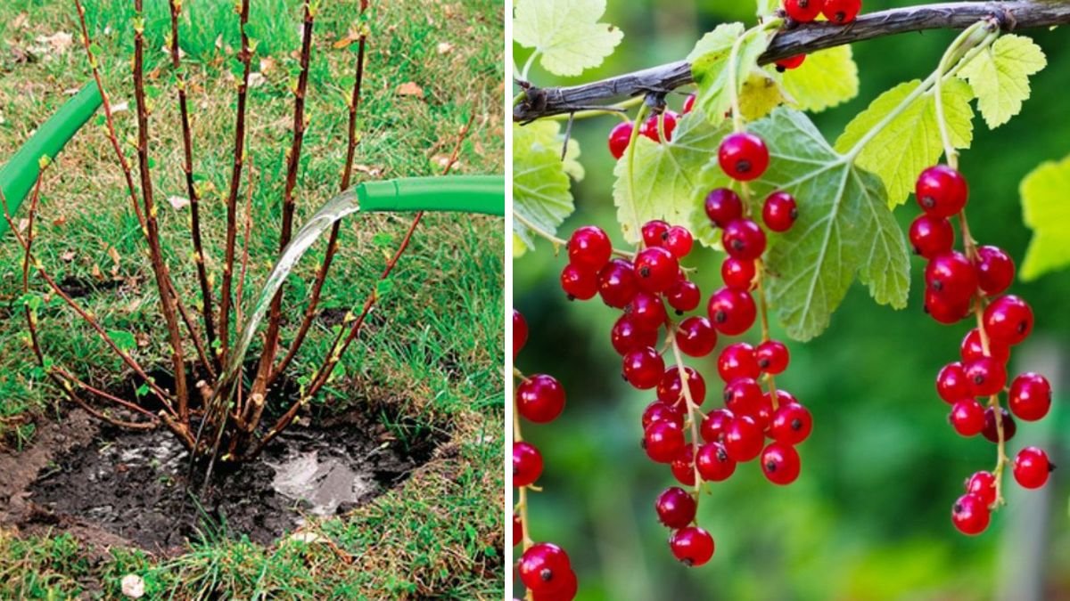 Best Practices for Winterizing Your Currant Bushes for Optimal Protection