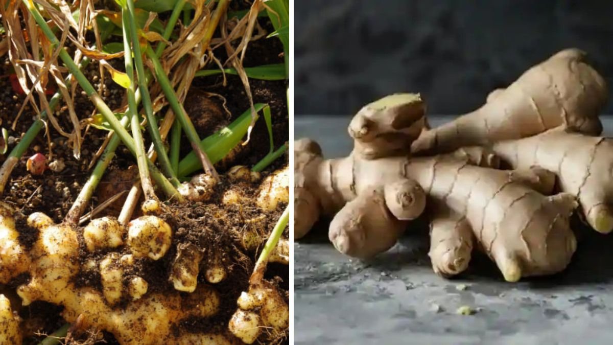 Effective Techniques for Cultivating Ginger in Partial Shade Environments