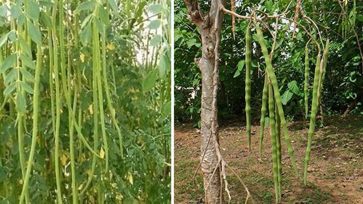 Mastering the Art of Drumstick Tree Cutting for Optimal Rooting Success