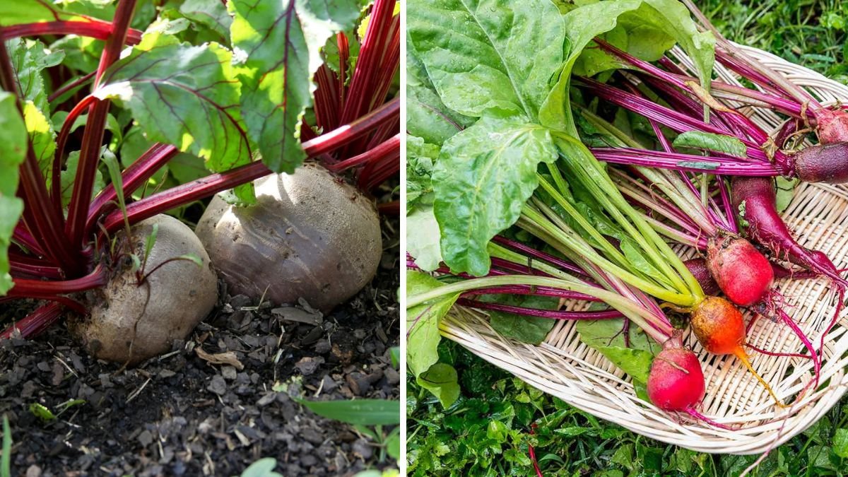 Simple Steps for Growing Beet Greens in Trays for Ultimate Freshness at Home