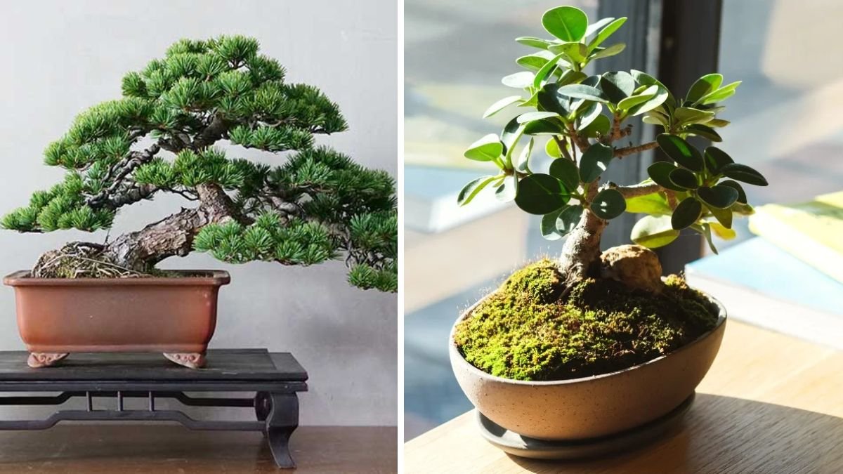The Ultimate Guide to Mastering Fig Bonsai Growth Techniques for Beginners and Experienced Growers Alike