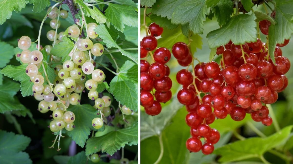 Discovering the Simple Way to Successfully Grow Currants During Short Summer Seasons