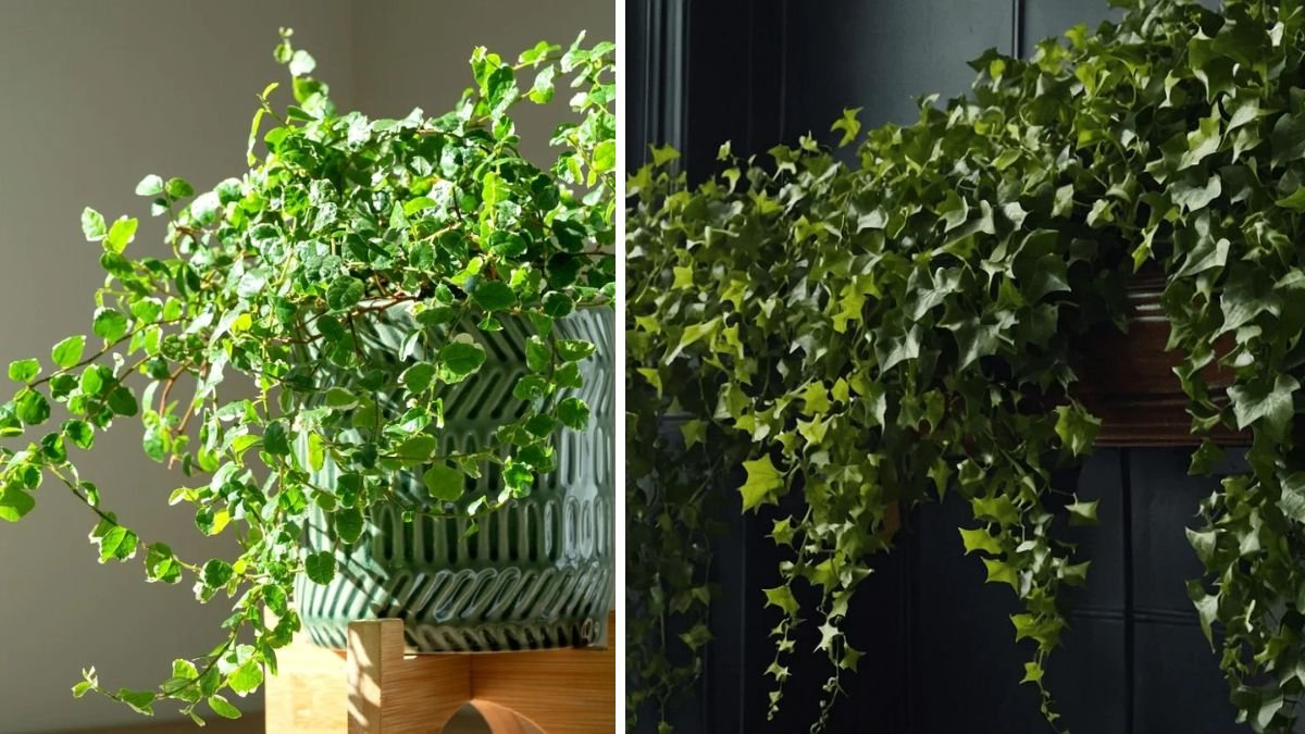The Ultimate Guide to Successfully Growing Indoor Climbing Plants for Maximum Growth and Vibrancy