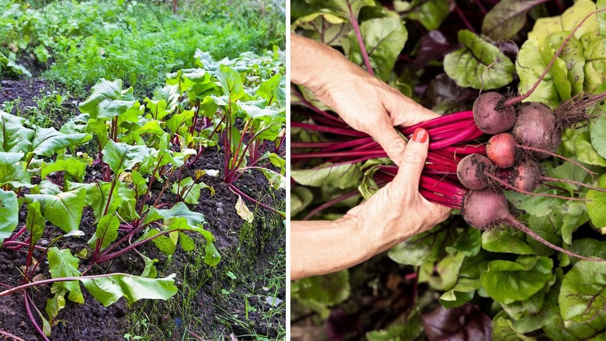 How to Grow Baby Beet Greens Easily at Home for a Nutritious Harvest