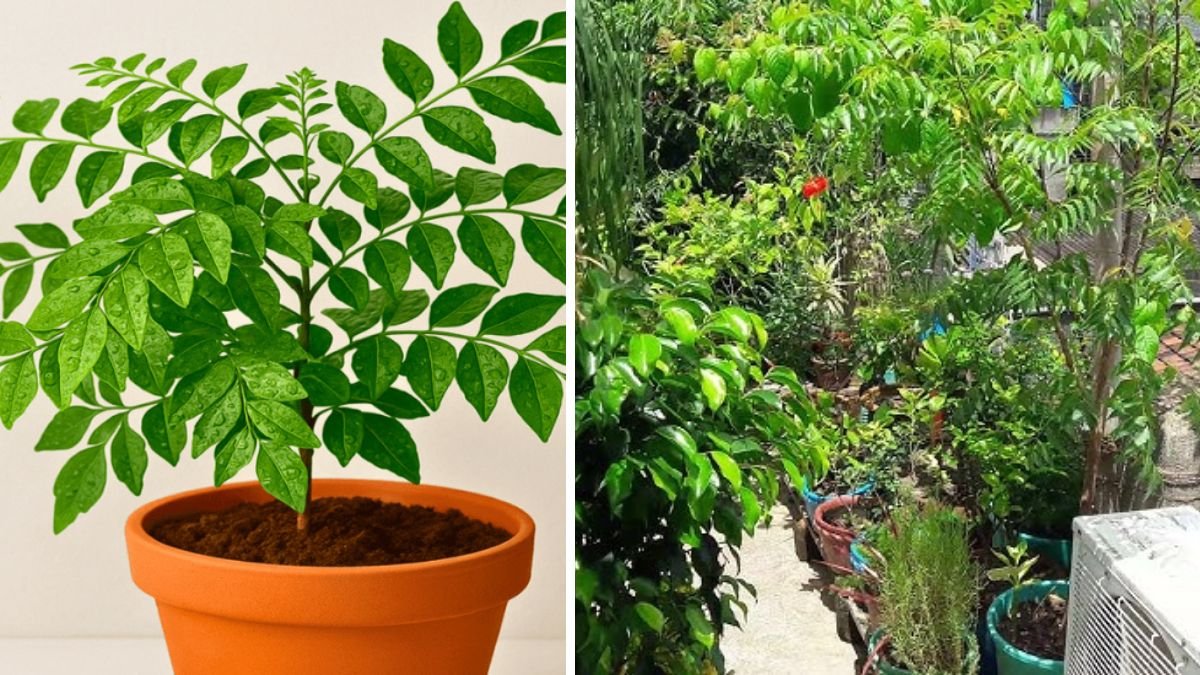 Effective Strategies for Cultivating Neem Trees in Large Pots for Home Gardening