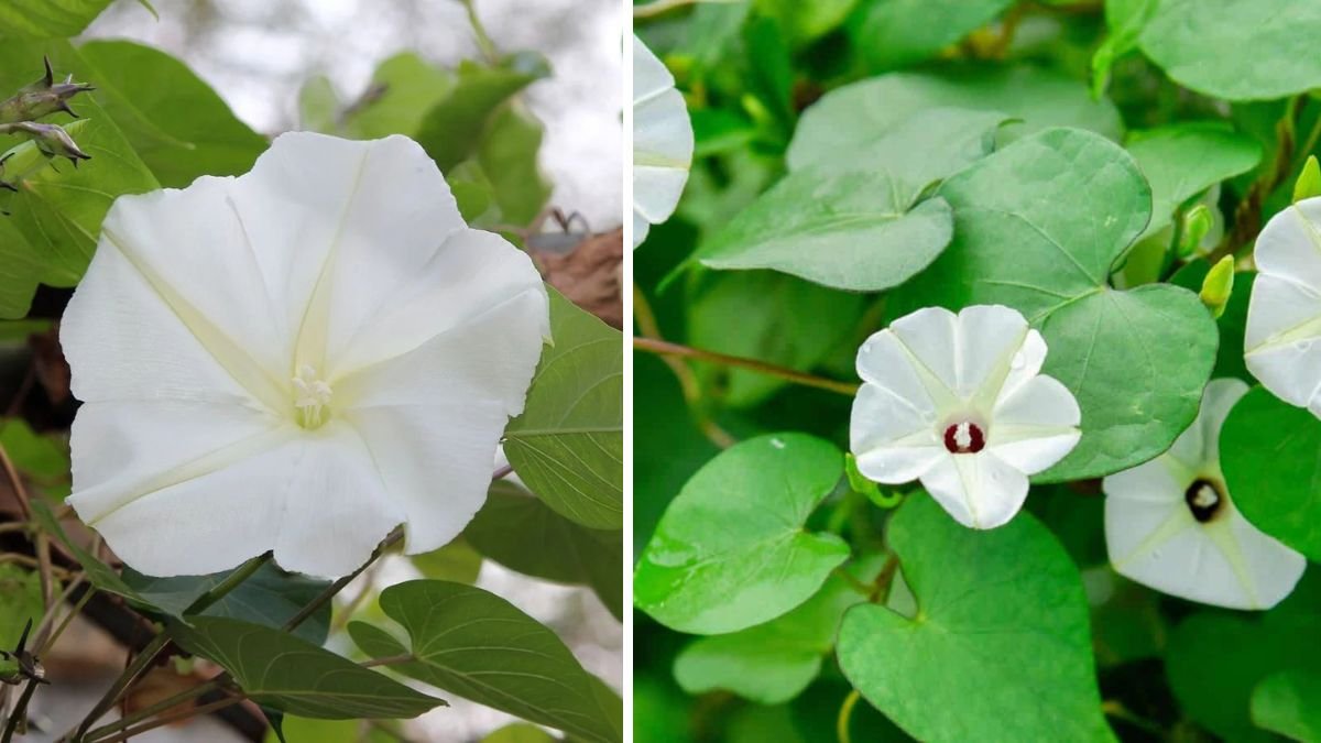 Simple Techniques for Growing Moonflower Vine in Your Garden All Year Round