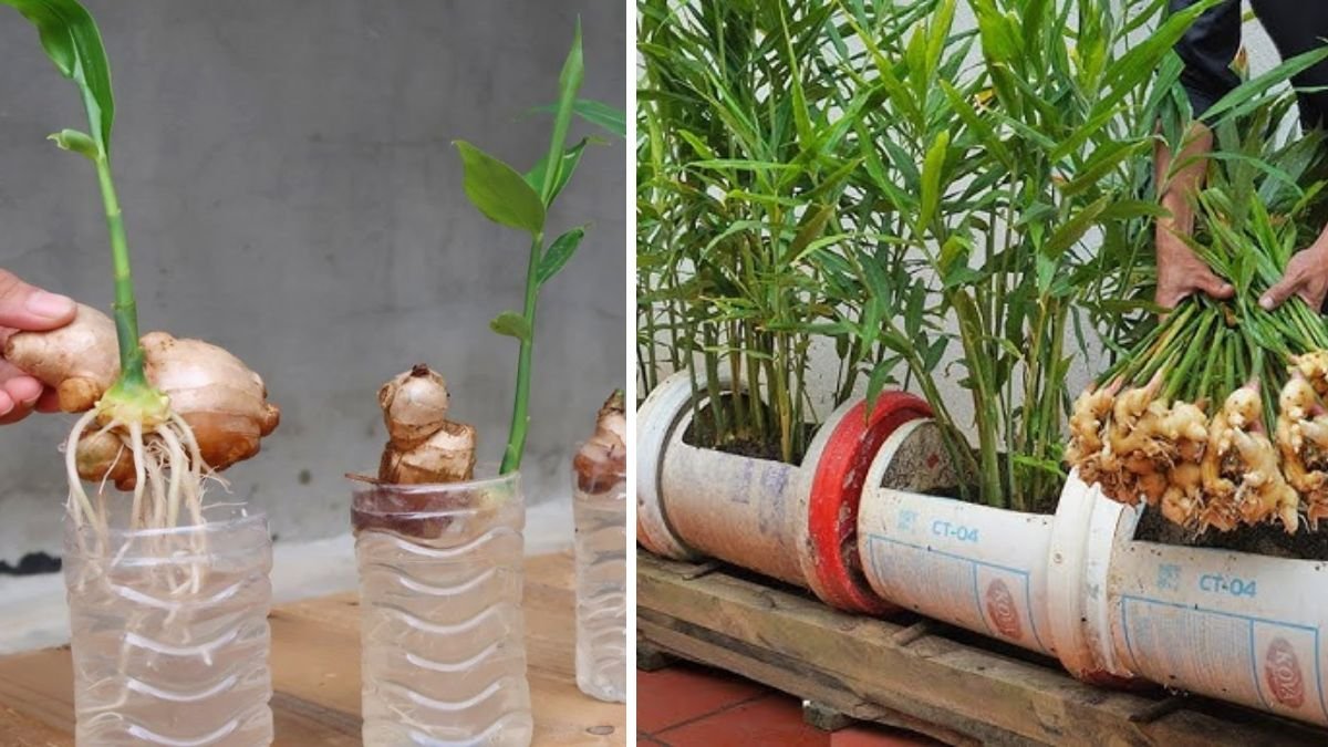Easy Hack to Grow Ginger Indoors and Enjoy Fresh Harvest All Year Round
