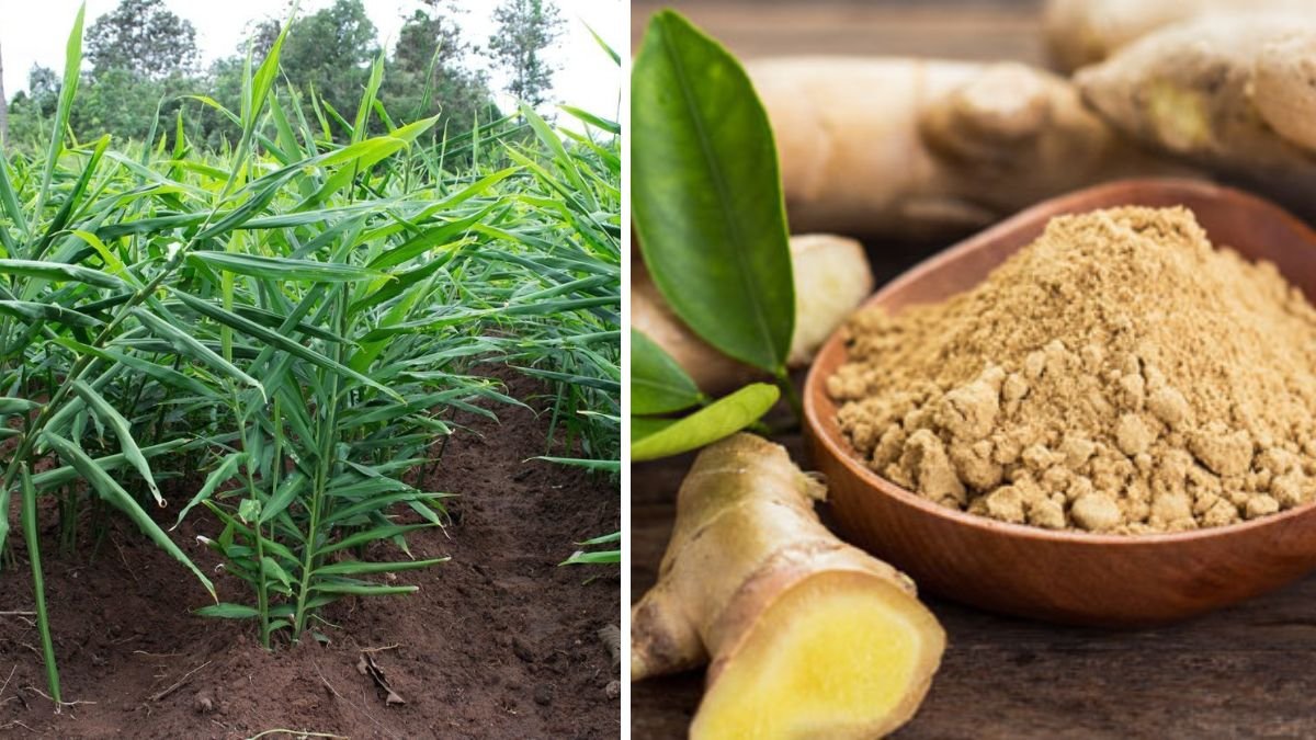 How to Cultivate Ginger for Maximum Growth and Larger Rhizomes