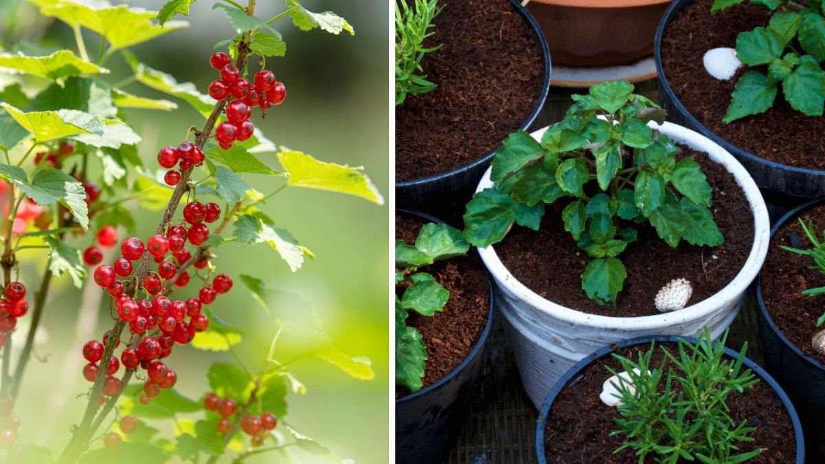 How to Successfully Grow Compact Currant Plants in Small Spaces and Containers for Maximum Yield
